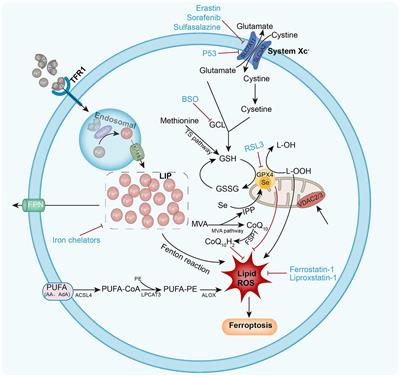 The important role of ferroptosis in inflammatory bowel disease